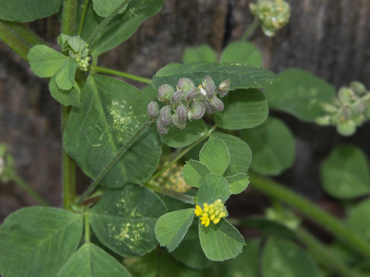 Medicago lupulina